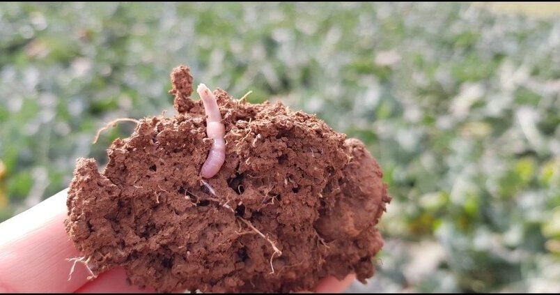 Aplicar compost en el terreno, clave para mejorar la comunidad microbiana del suelo