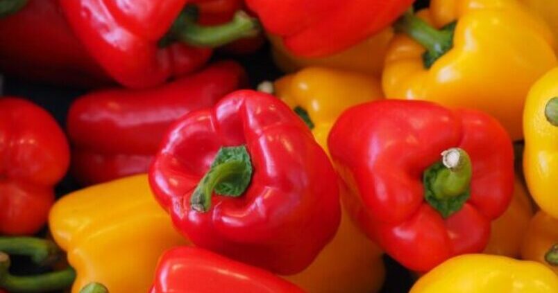 pimiento-cultivo-invernadero