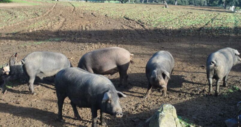 El porcino ibérico, el «gran olvidado» de las medidas contra la sequía del Gobierno