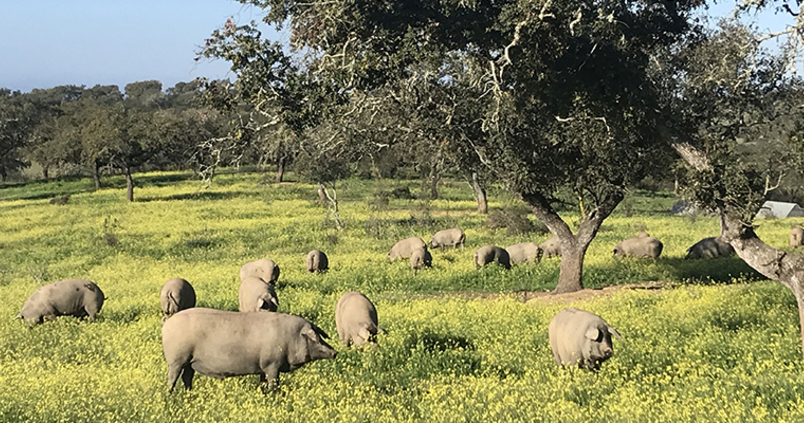 porcino-iberico-cerdos