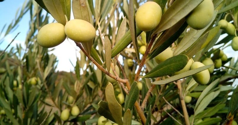 aceituna-olivar-cordoba