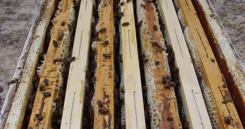 Día Mundial de las Abejas: pistoletazo de la campaña apícola con buenas previsiones