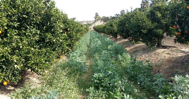 mandarino-herbaceos-citricos