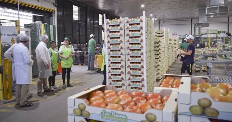 tomate-palacios-nieves