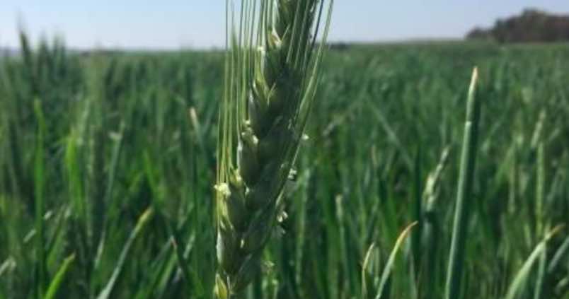 Europa, con más legumbres y menos carne: así será el agro en la próxima década 1 trigo blando recurifapa