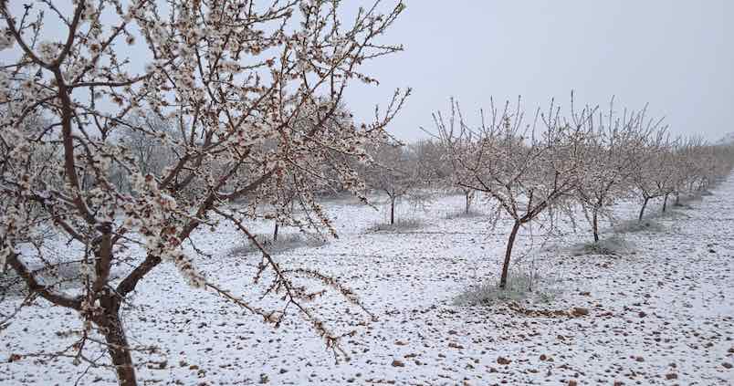 La producción de almendra podría reducirse hasta un 30% en Almería