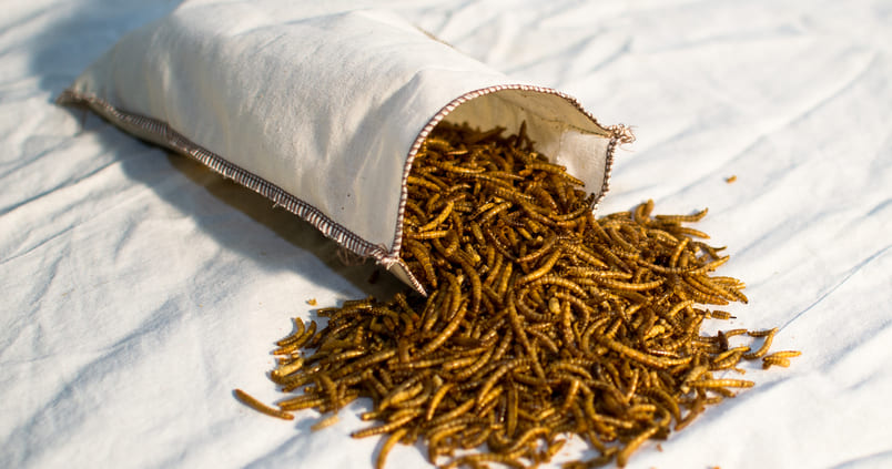 El primer fertilizante 100% ecológico y a base de insectos llega para proteger al fresón onubense