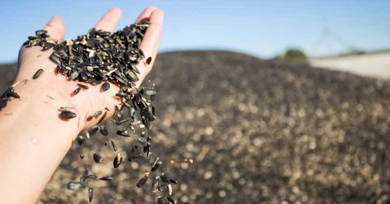 La ola de calor adelanta la recolección del girasol en el campo sevillano