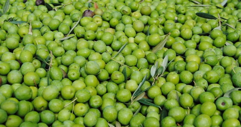 La cosecha de aceituna de mesa será inferior a la de las últimas campañas, según Interaceituna