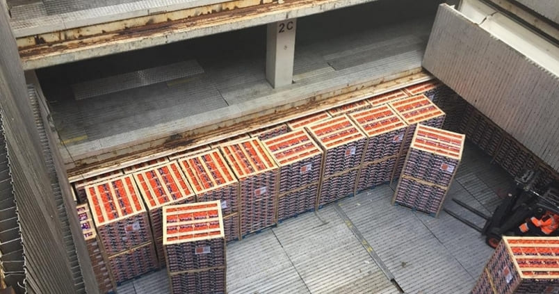 La UE intercepta los primeros envíos de cítricos sudafricanos infestados de plagas