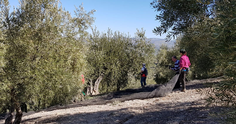 Un proyecto de bioeconomía circular busca dar un nuevo uso a los residuos del olivar