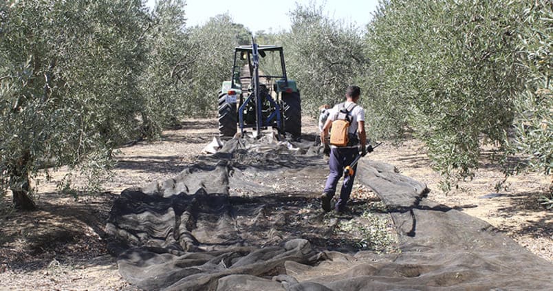 Más «obstáculos» para la campaña olivarera: el fuerte viento puede tirar la poca aceituna que hay