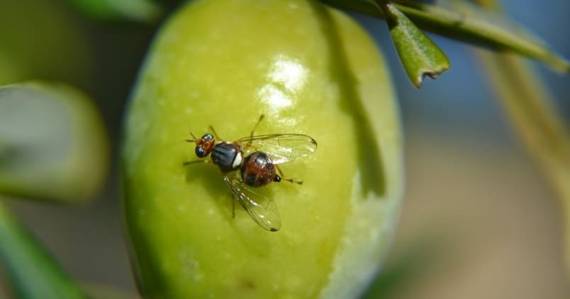 Alerta en el olivar: la mosca del olivo puede repuntar en las próximas semanas