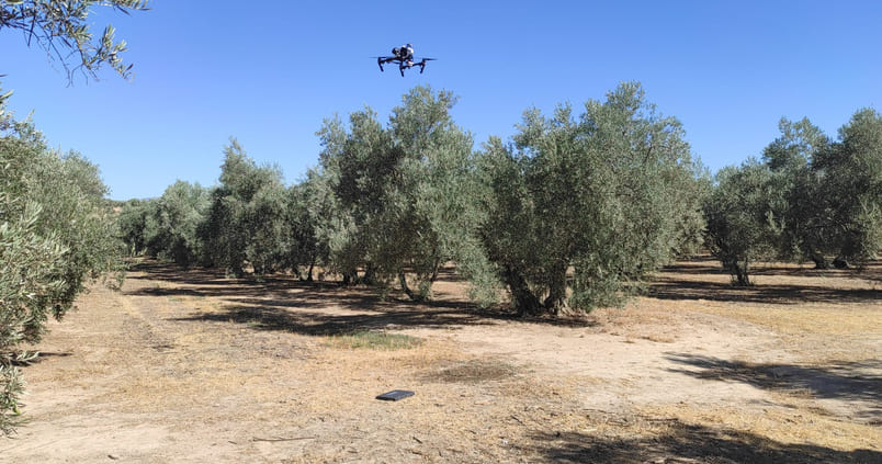 Las nuevas tecnologías ayudan a frenar el repilo y el estrés del olivar