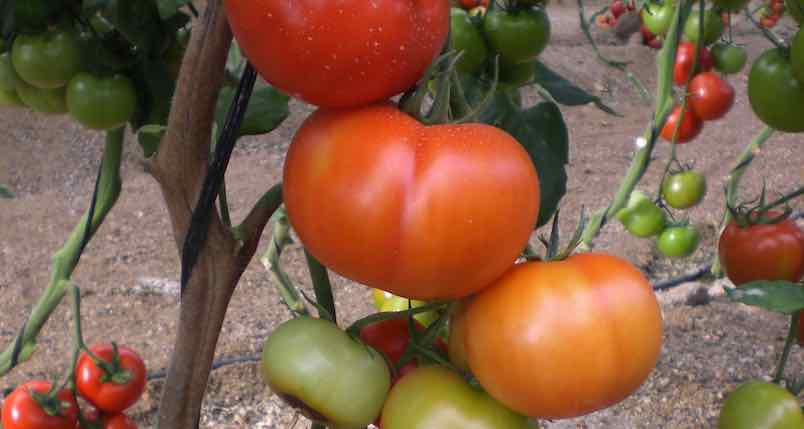 Almería se convierte en la capital mundial del tomate - Agrónoma