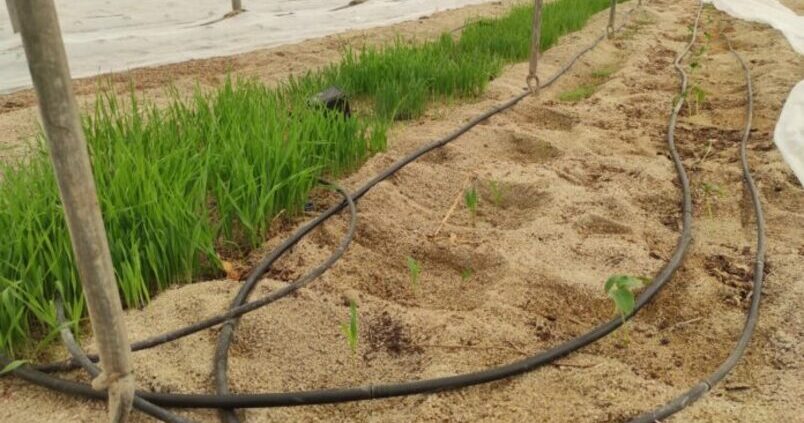 Acusan a la UE de «traicionar» a los agricultores al conceder ayudas millonarias a Marruecos