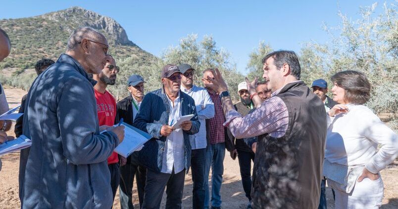 La olivicultura sevillana, el patrón a seguir de Marruecos