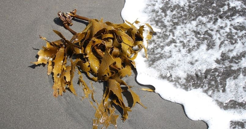 El desconocido superalimento que necesitas para acelerar tu metabolismo