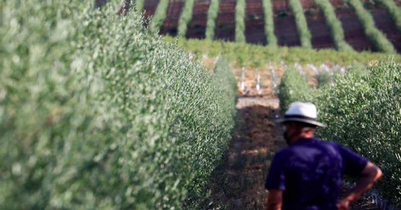 cosecha-olivar-cordoba
