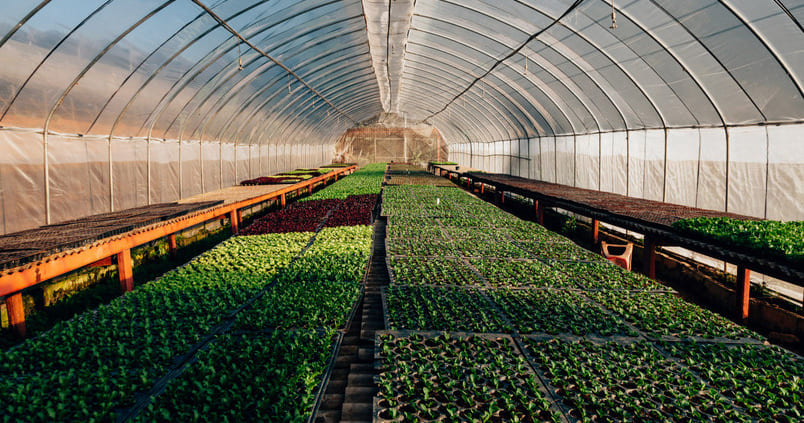 mosca-blanca-invernadero