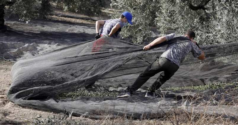 Cooperativas olivareras de Córdoba se unen para molturar aceituna ante la baja cosecha