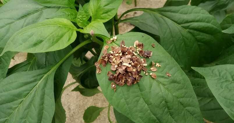 «Producir sin herramientas»: la campaña de primavera arranca con la retirada de más fitosanitarios