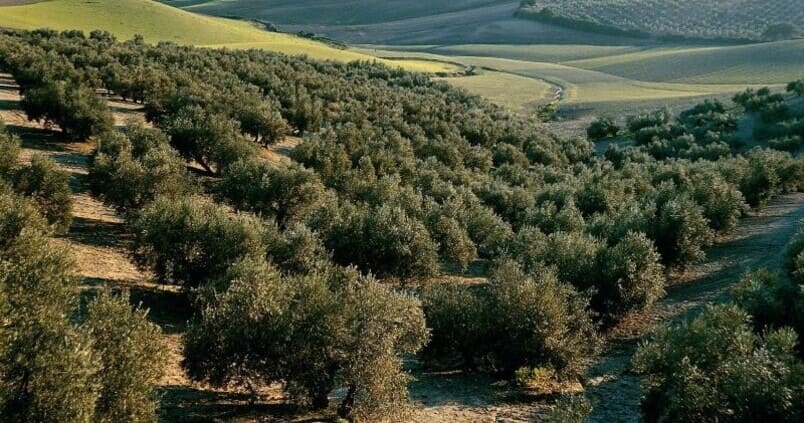 olivar-cooperativas-olivos