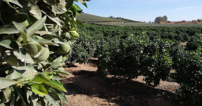 LIFE Agromitiga: Las prácticas sostenibles que ahorran costes y recursos