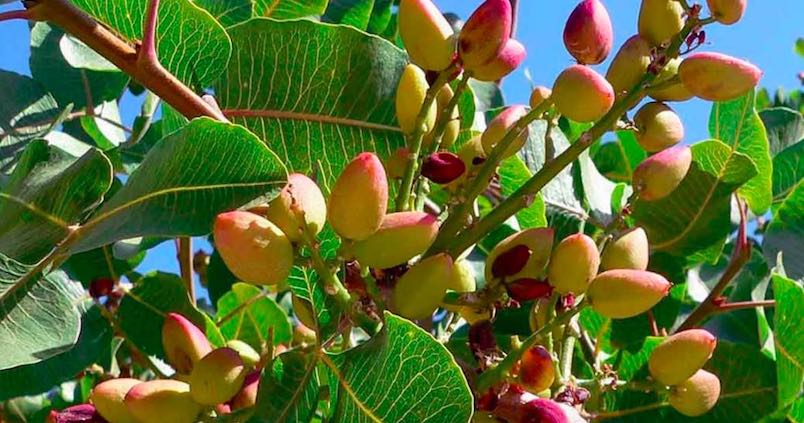 Andalucía lidera la búsquedas de nuevas variedades de pistacho