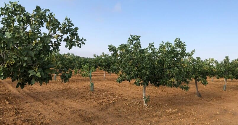 El pistacho español tiene potencial para convertirse en el cuarto productor mundial