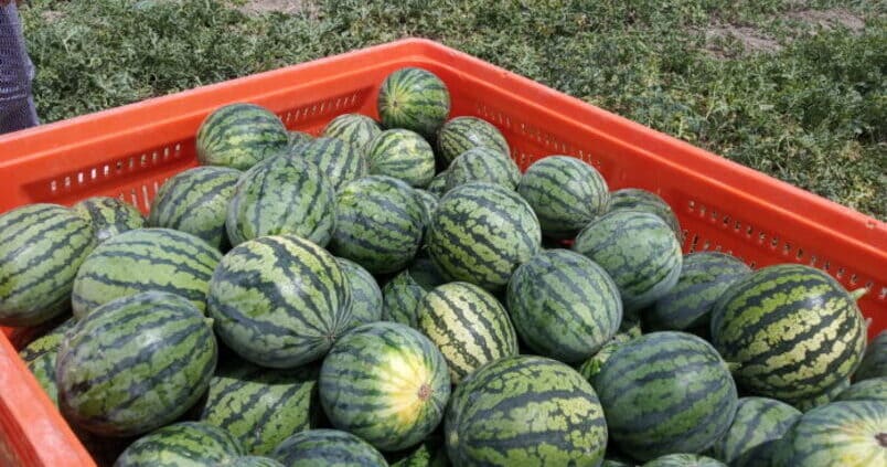 cultivo-sandia-almeria