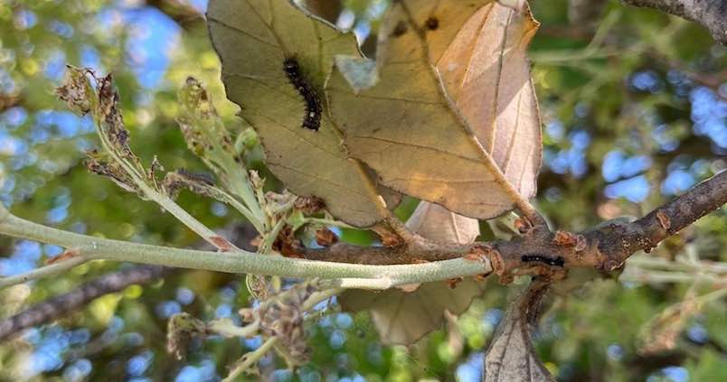 lagarta-peluda-recur