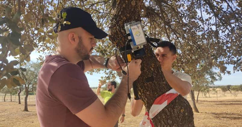 ‘Encinas parlantes’ para garantizar el futuro de la dehesa