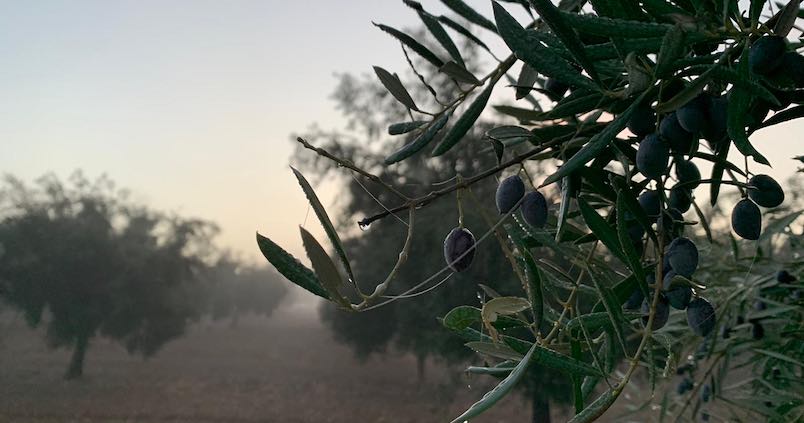¿Cómo serán el mercado y el consumo de aceite de oliva en el año 2035?