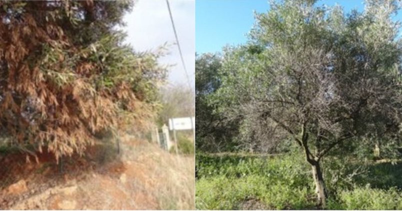 Todo lo que se sabe de la «escama de Sudáfrica», la plaga que ha llegado a los olivos del Algarve