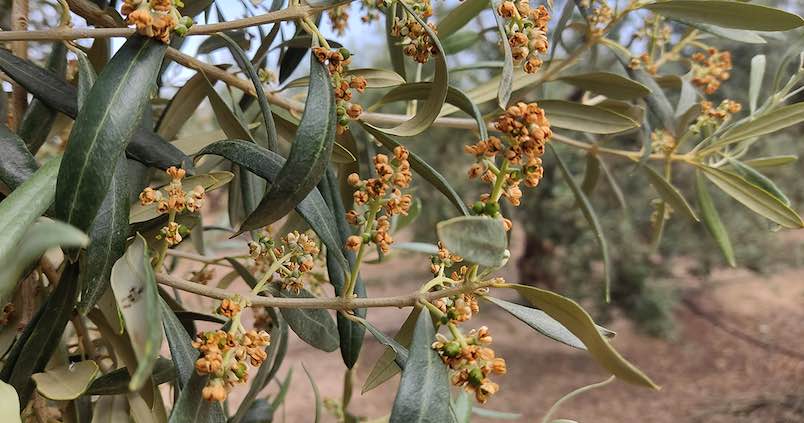 sequia-proxima-cosecha