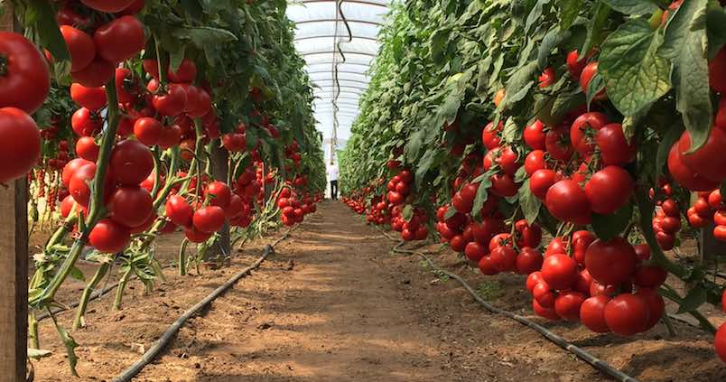 tomates-semillas-fito