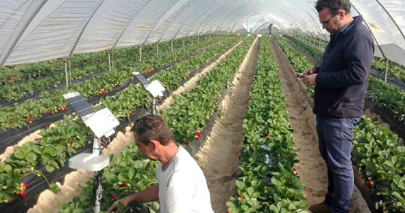 La única finca de berries certificada en huella de nitrato está en Huelva