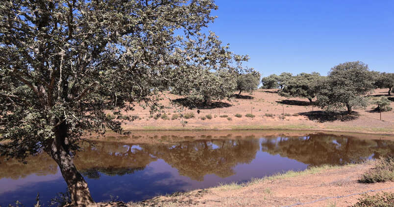 El agua en nuestra ganadería