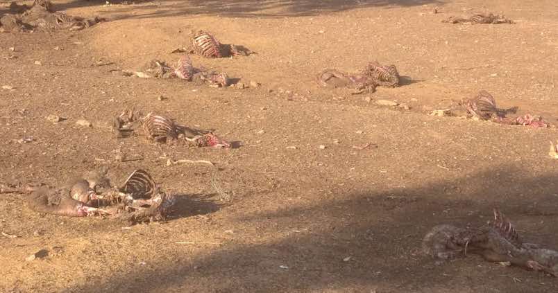 Los buitres tienen en vilo a los ganaderos onubenses: matan 37 ovejas en apenas dos horas
