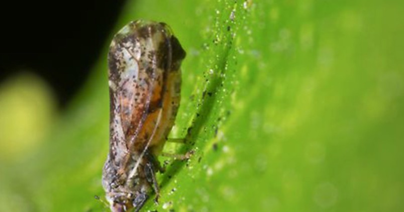 La plaga más mortal acorrala a los cítricos: se localiza un vector en la UE