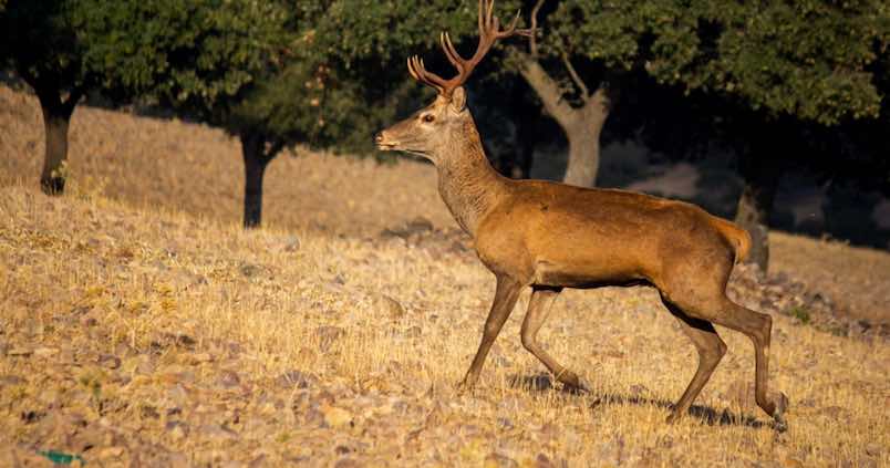 ciervo-macho-ehe