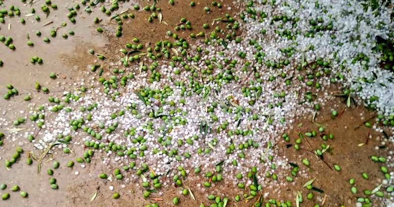 Desastre en la Sierra Sur de Jaén: el granizo ha acabado con las pocas esperanzas del olivar