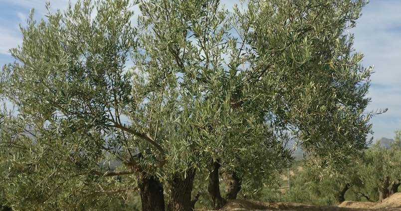 Identifican los genes que determinan el peso de la aceituna, la llave para olivos más productivos