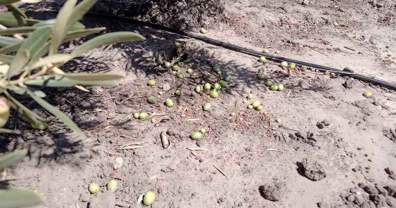 Roban cinco toneladas de aceitunas en las primeras semanas del verdeo en Sevilla