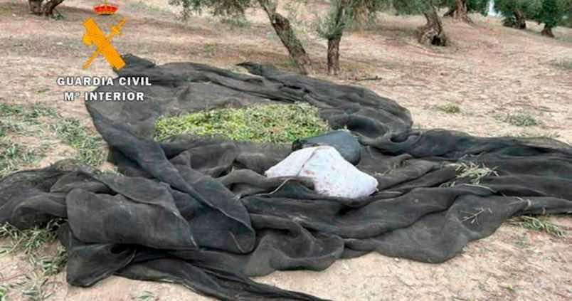 Los daños a los olivos y en las almazaras, la otra cara de los robos en el campo