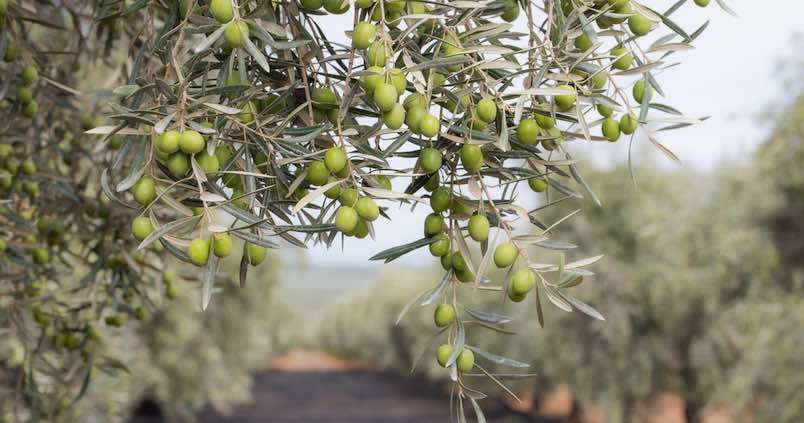 Los olivareros cambian el discurso: «La euforia por una cosecha histórica se ha desinflado»