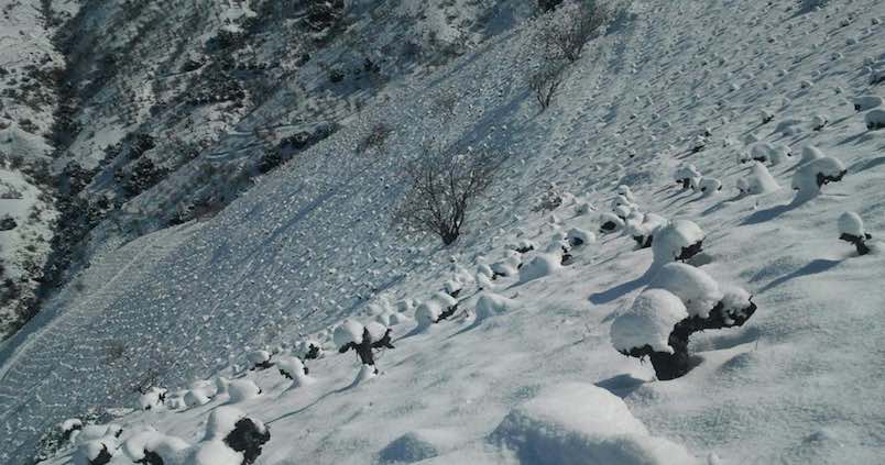 Reviven un viñedo de 101 años en la Alpujarra granadina