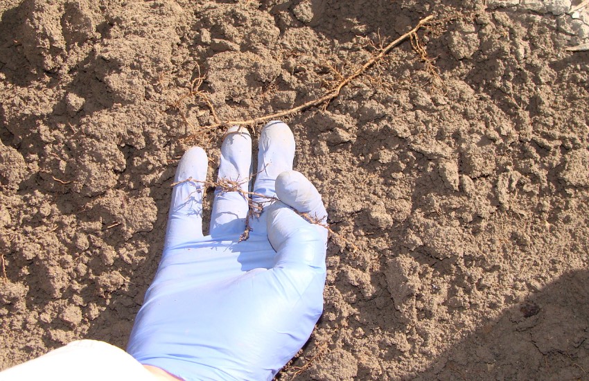 Estiércol de oveja para «activar» las bacterias beneficiosas en el olivar