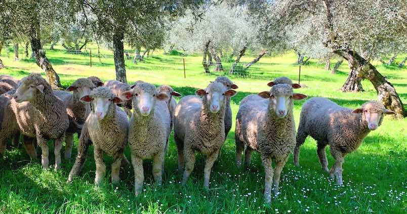 COAG Sevilla exige ayudas inmediatas para los ganaderos afectados por la lengua azul